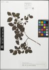 Foto von Salix myrsinifolia Salisb.